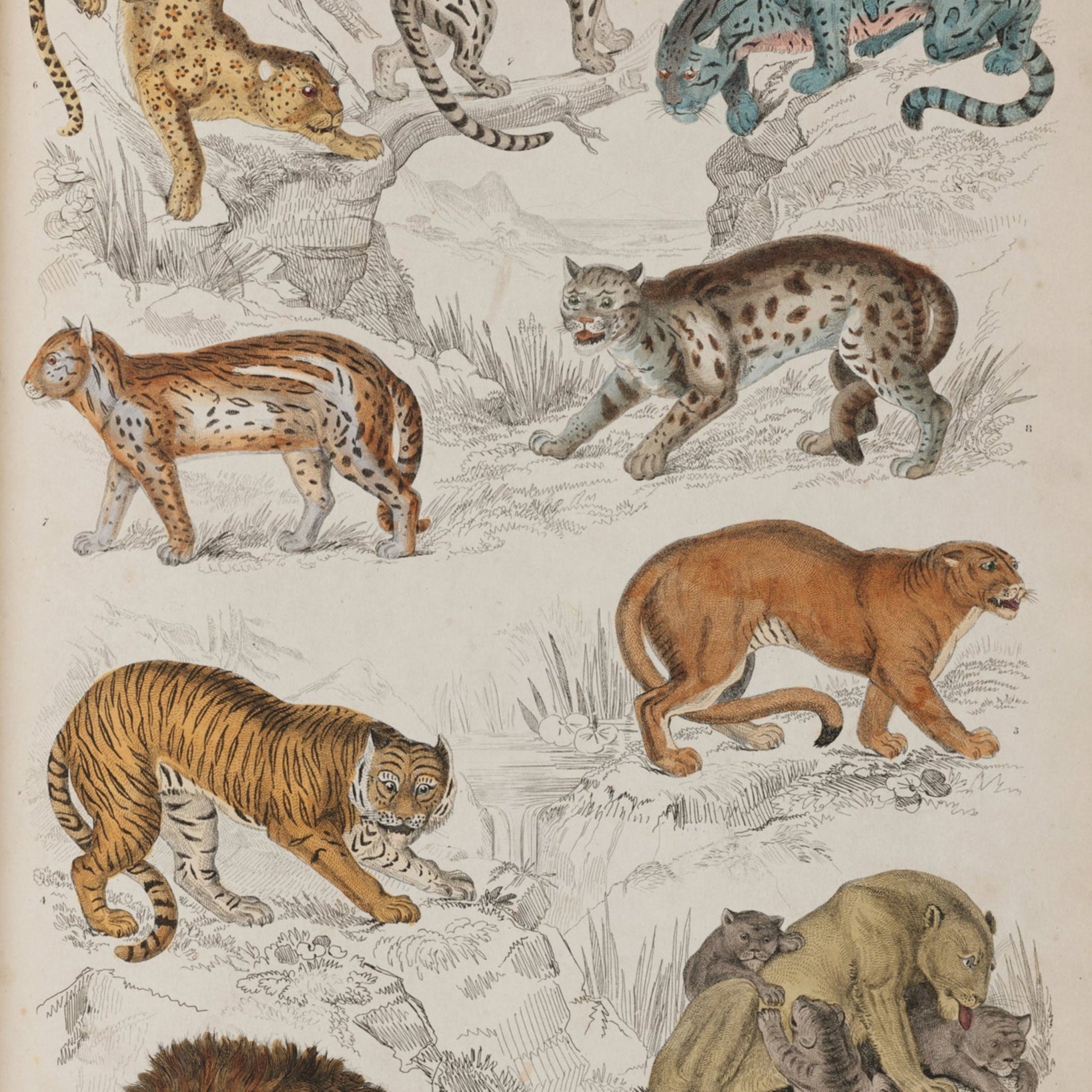 Illustration of various cats on a beige background