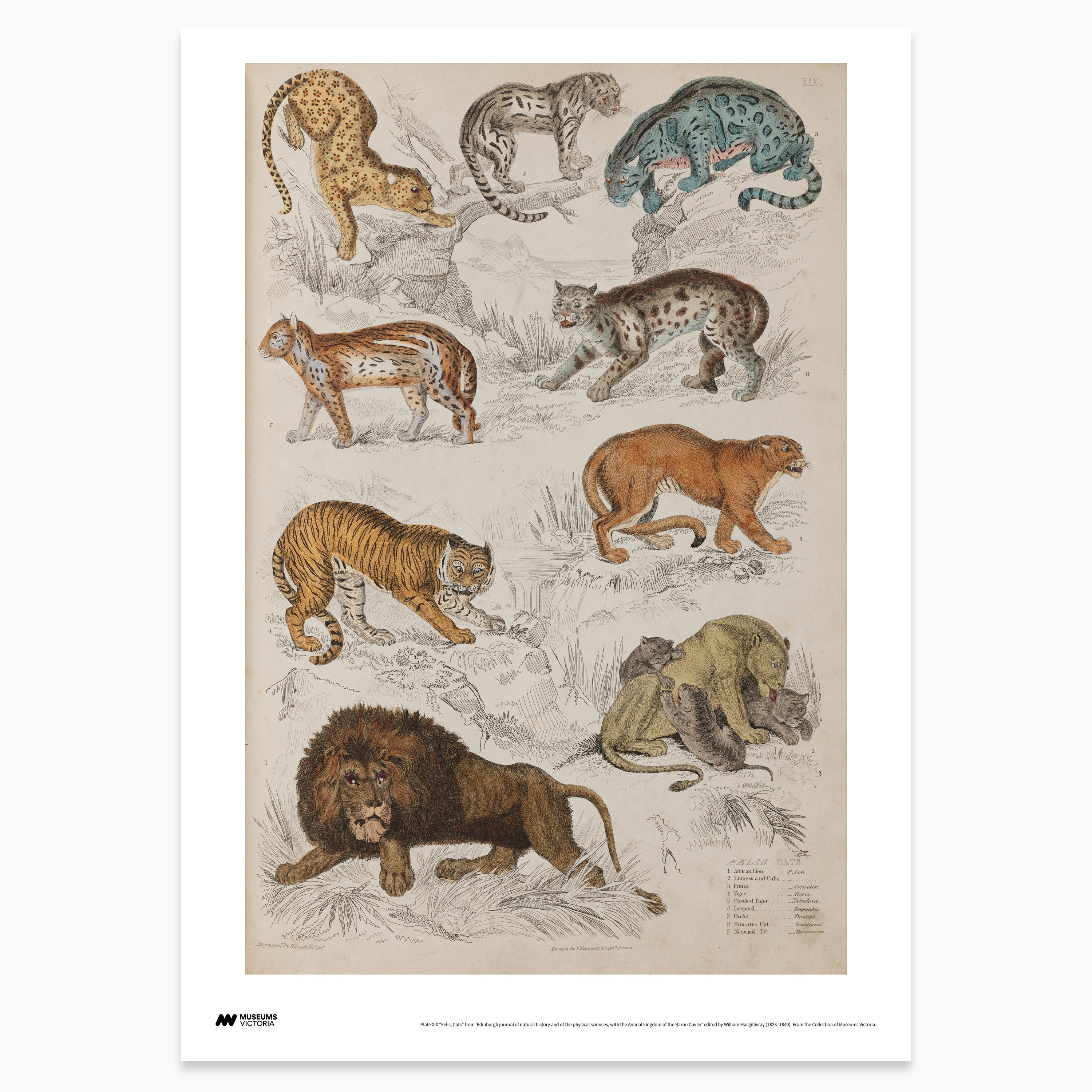 Wild Cats Print - A2