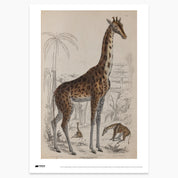 Giraffe Print - A2