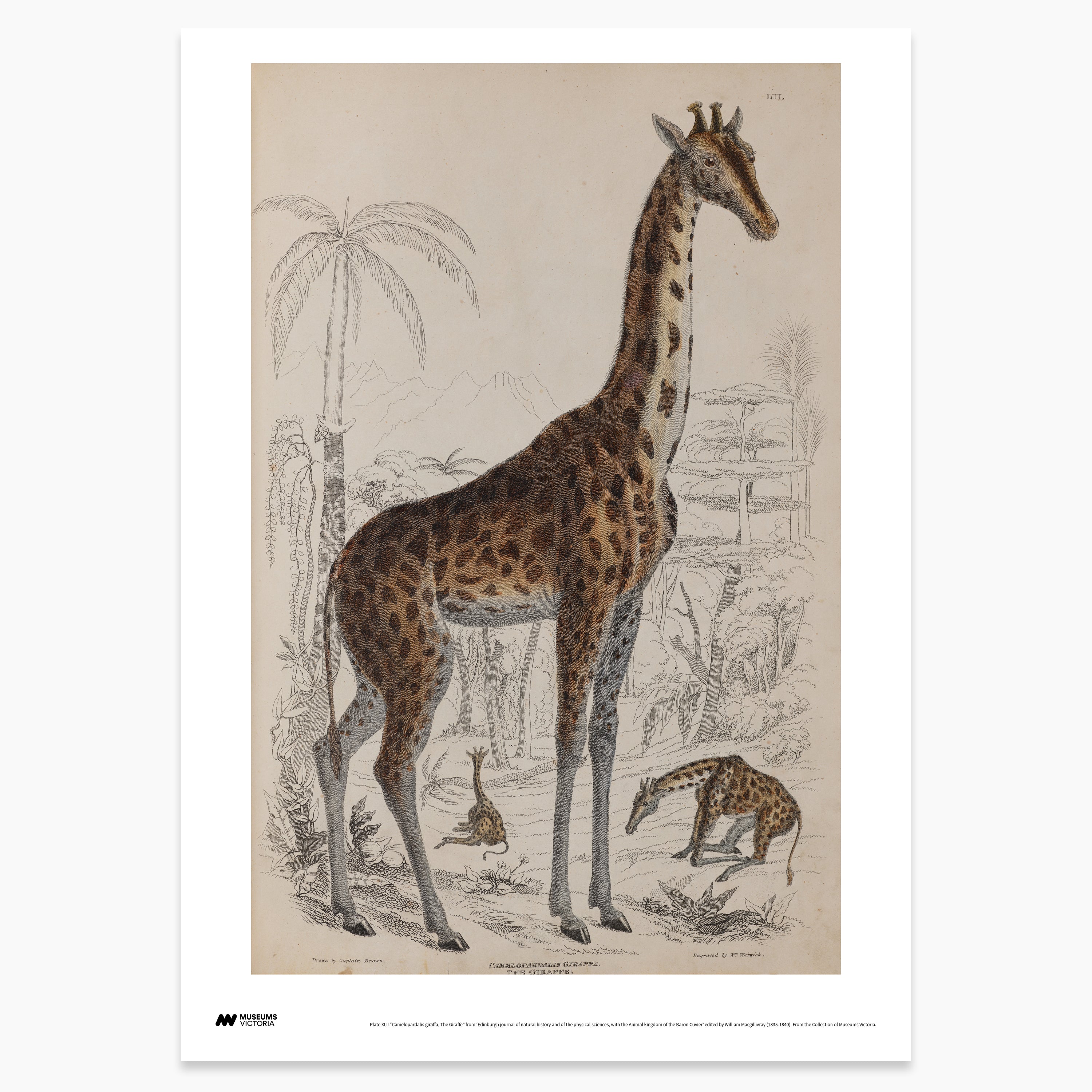 Giraffe Print - A2