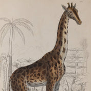 Illustration of a giraffe in a naturalistic setting with plants on a beige background