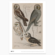 Owls Print - A2
