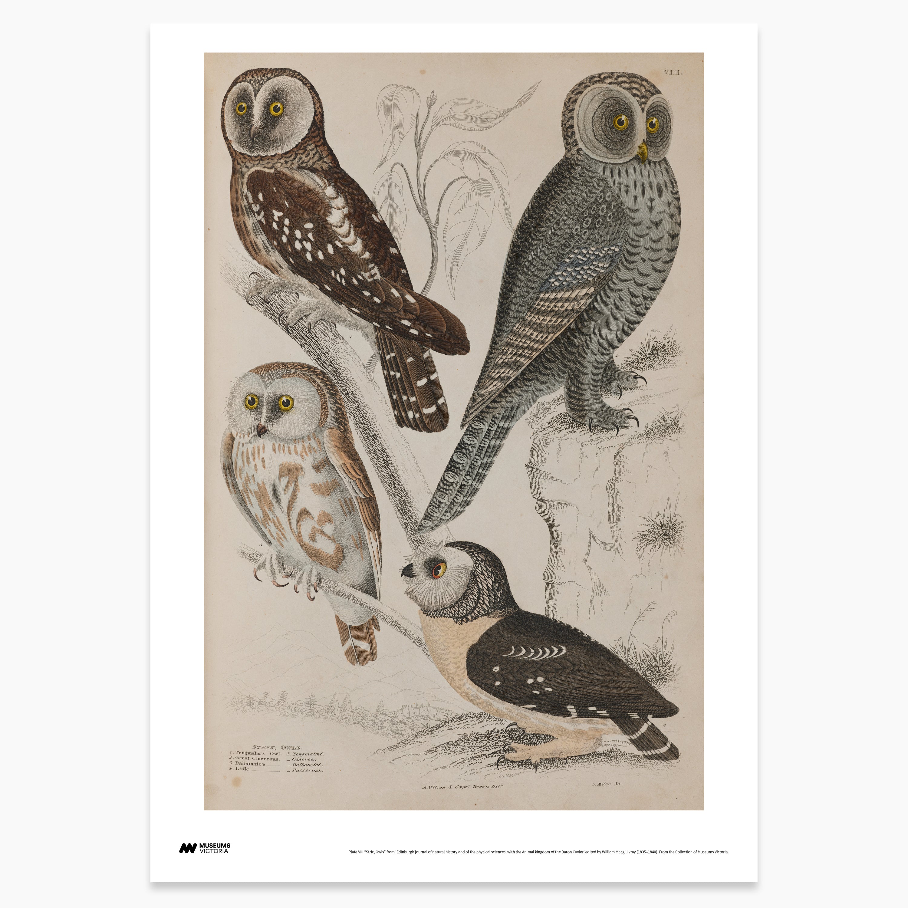 Owls Print - A2