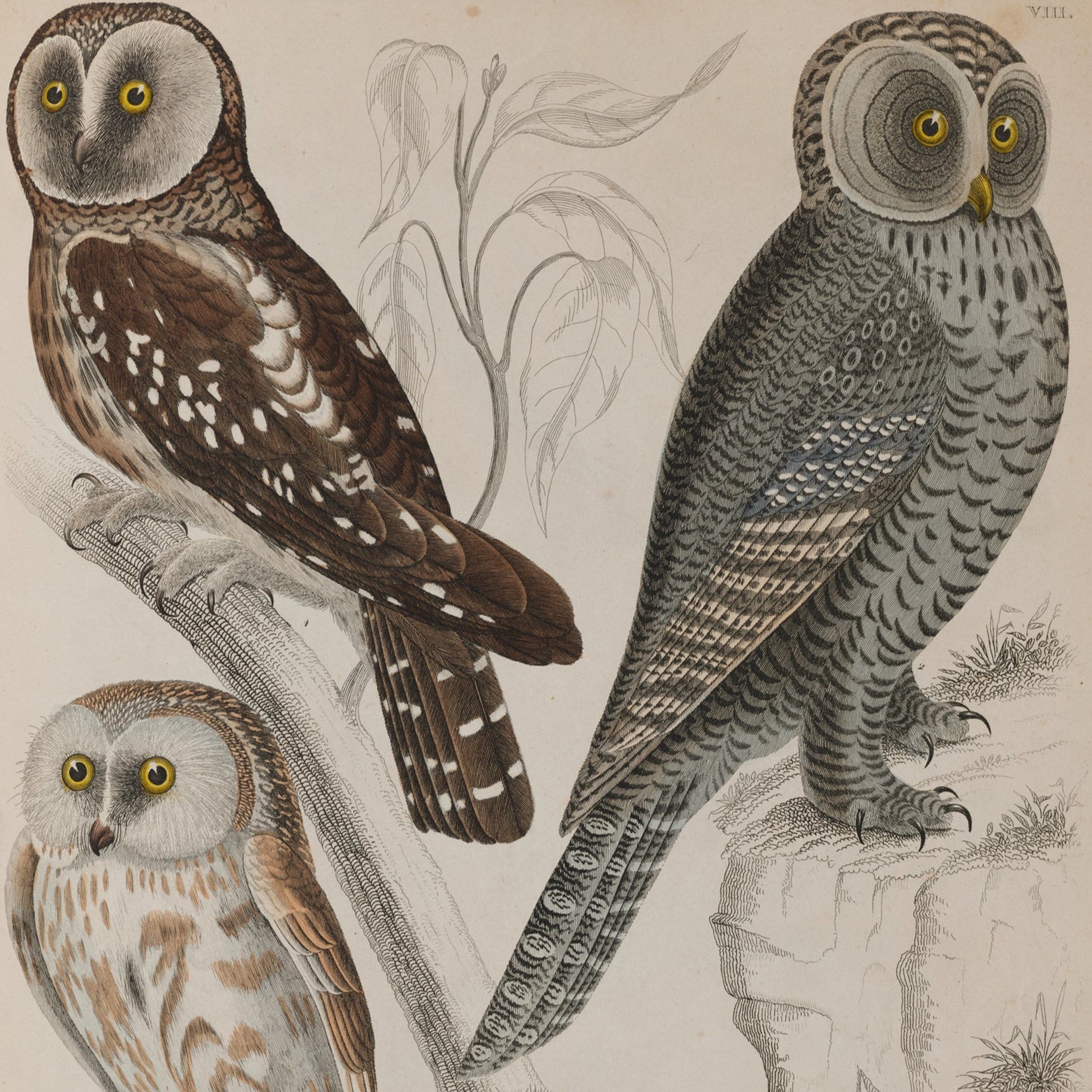 Illustration of four owls on a beige background