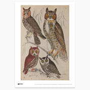Horned Owls Print - A2