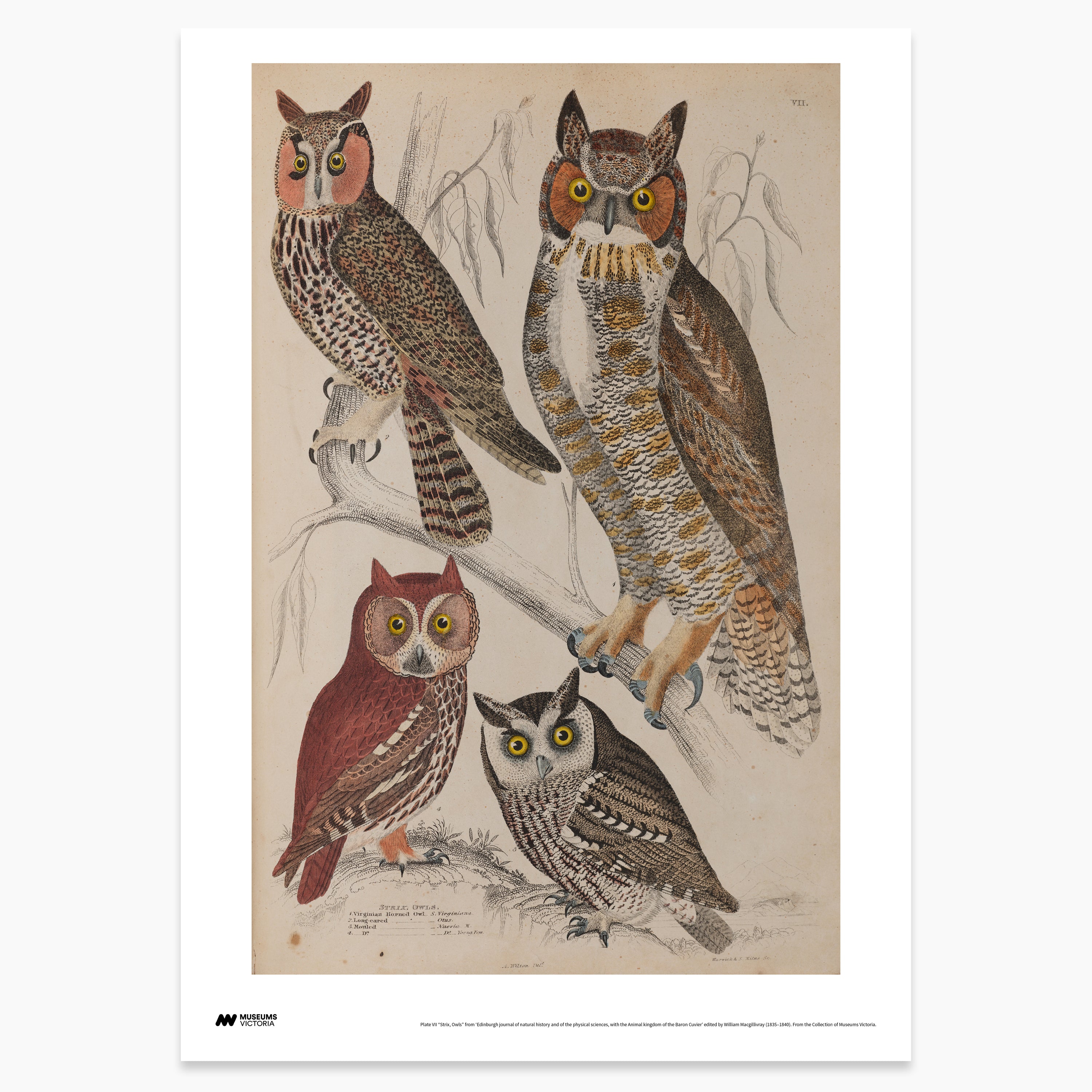 Horned Owls Print - A2
