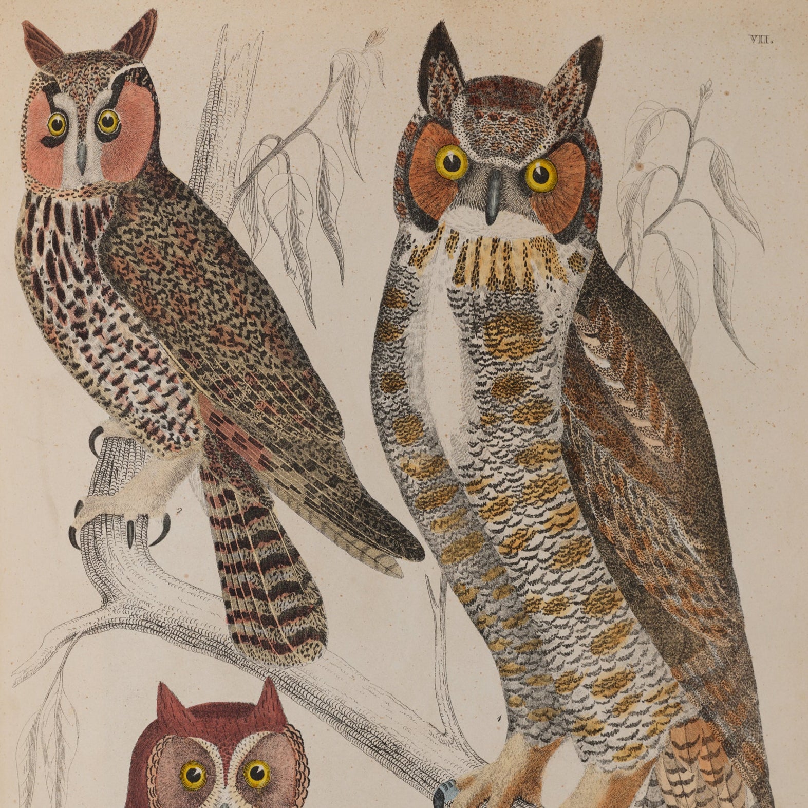 Horned Owls Print - A2