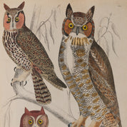 Horned Owls Print - A2