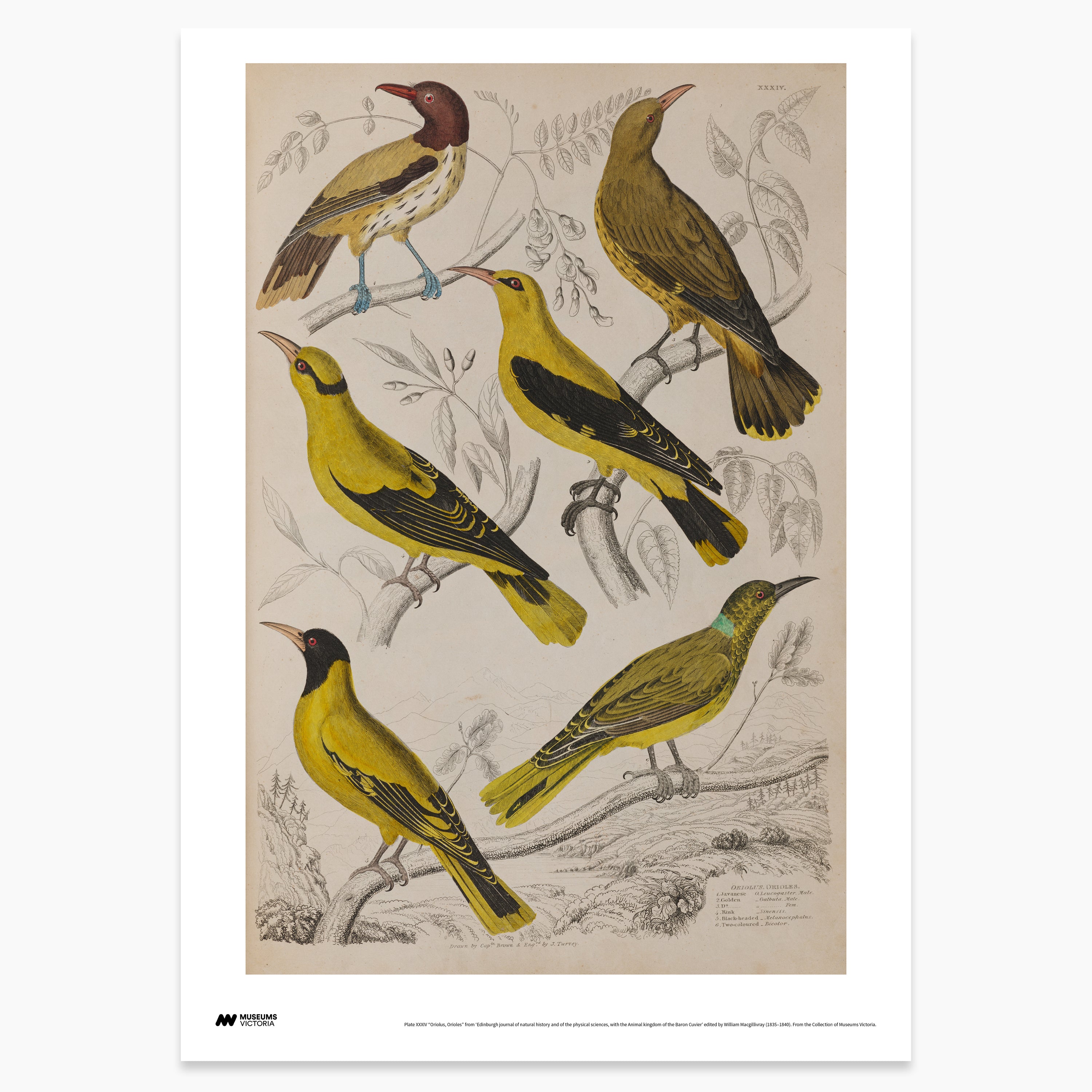 Colourful Orioles Print - A2