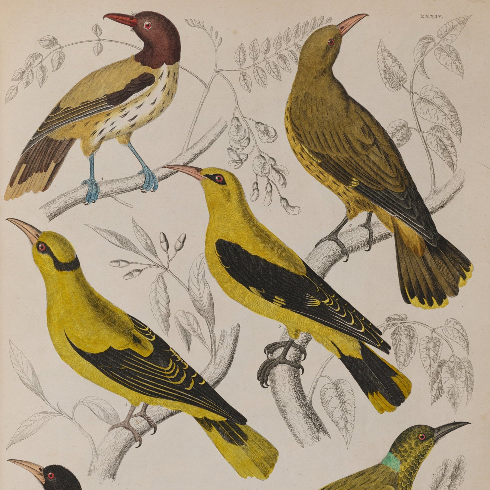 Illustration of various birds on a beige background
