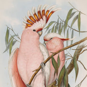 Illustration of two pink cockatoos perched on a branch with leaves.