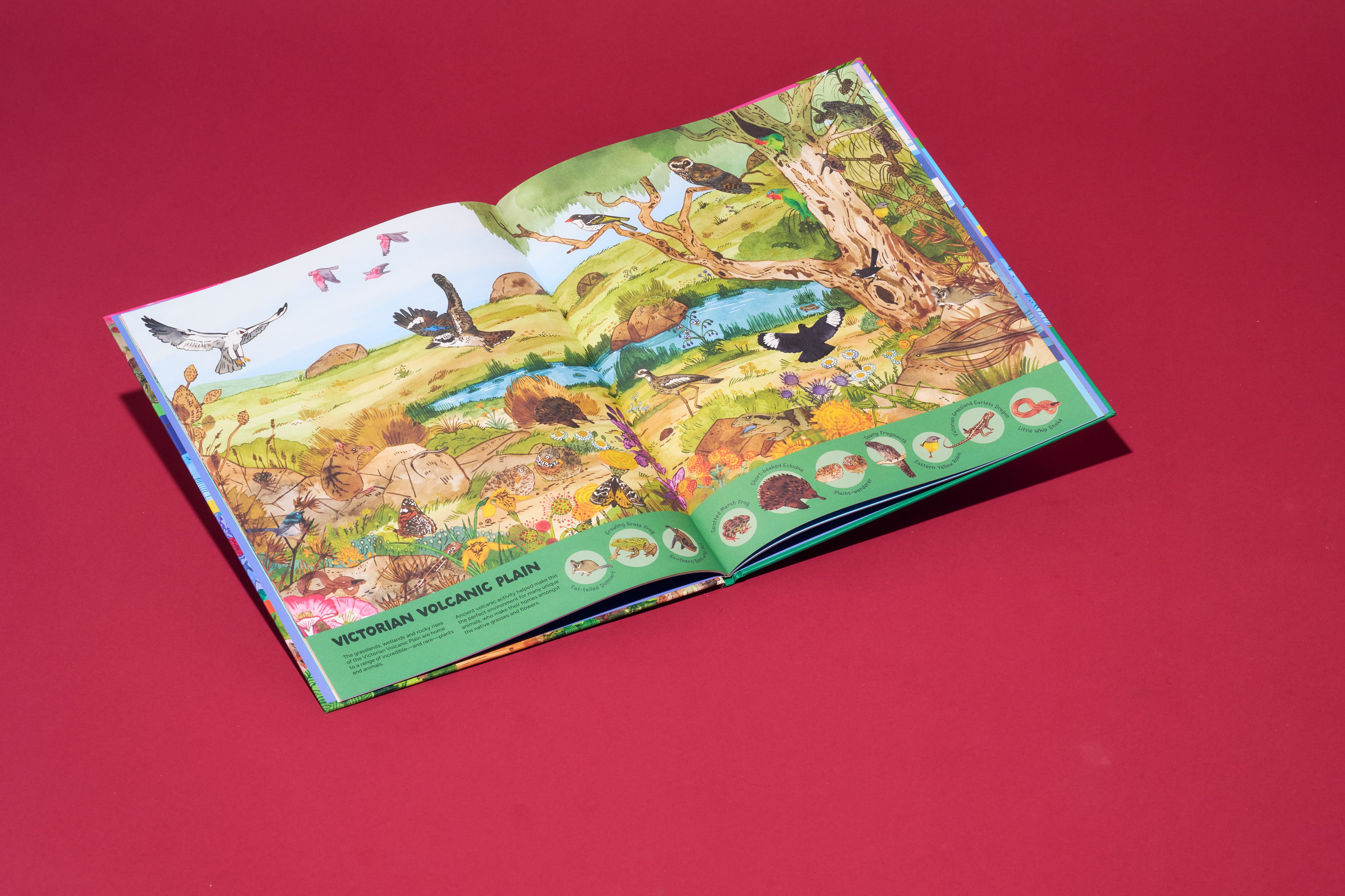 Our Wondrous Planet: A Search-and-Find Adventure