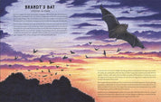 Our Time on Earth: From the Mayfly to the Immortal Jellyfish