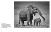 True Wildlife