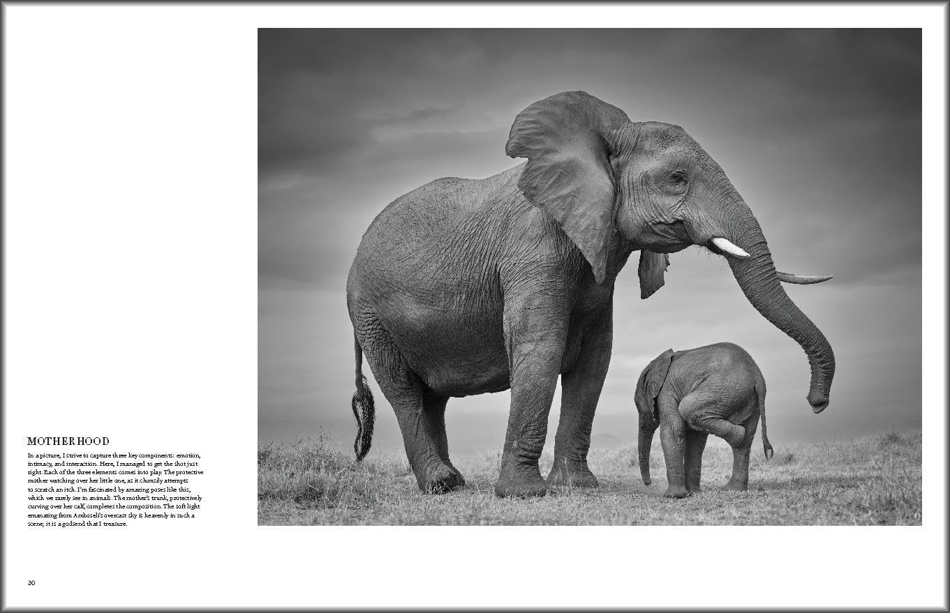True Wildlife