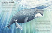 Our Time on Earth: From the Mayfly to the Immortal Jellyfish