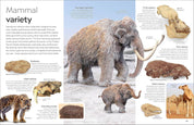 DK Eyewitness: Fossil