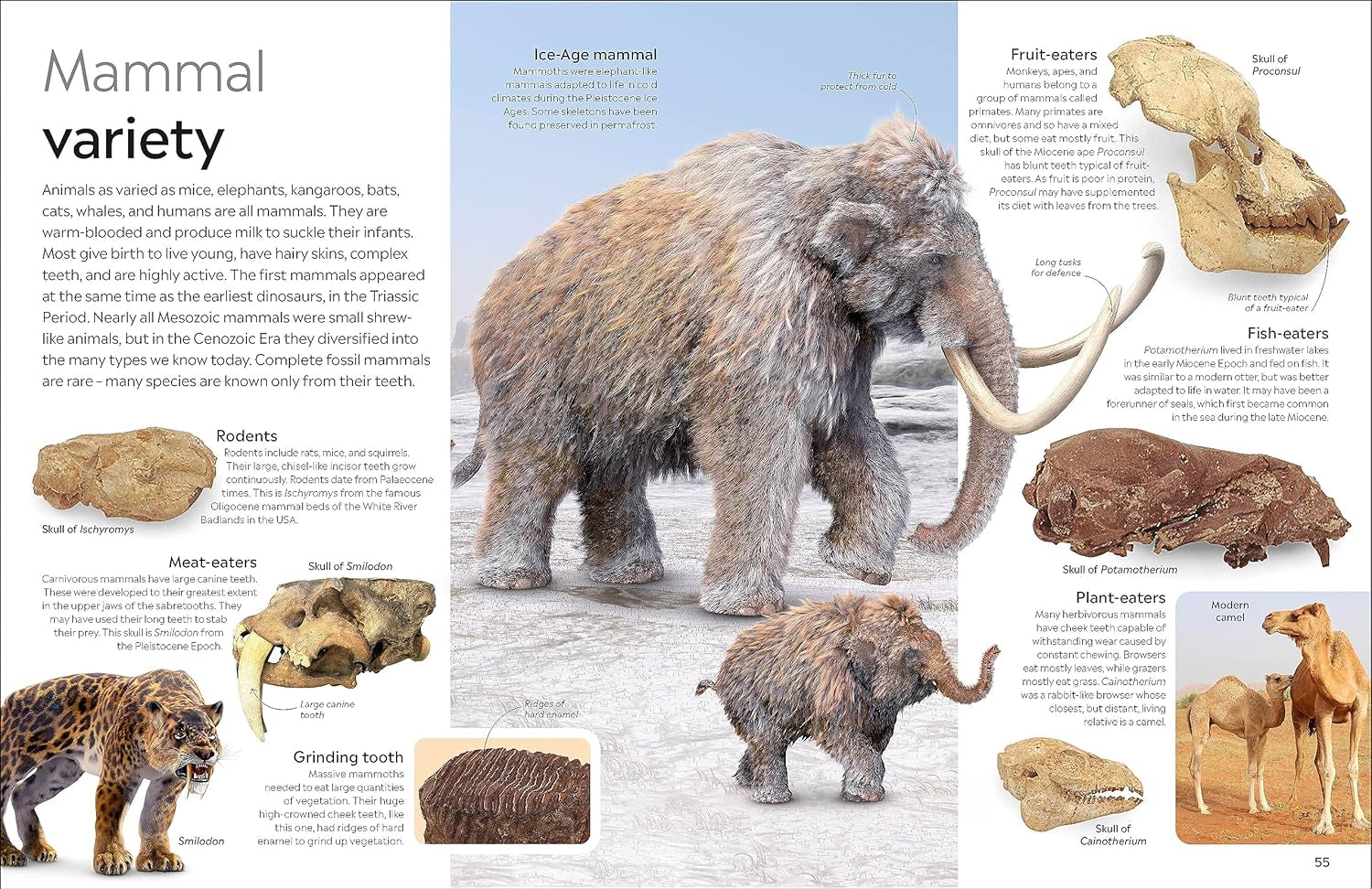 DK Eyewitness: Fossil