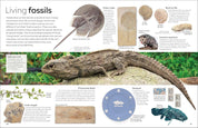 DK Eyewitness: Fossil
