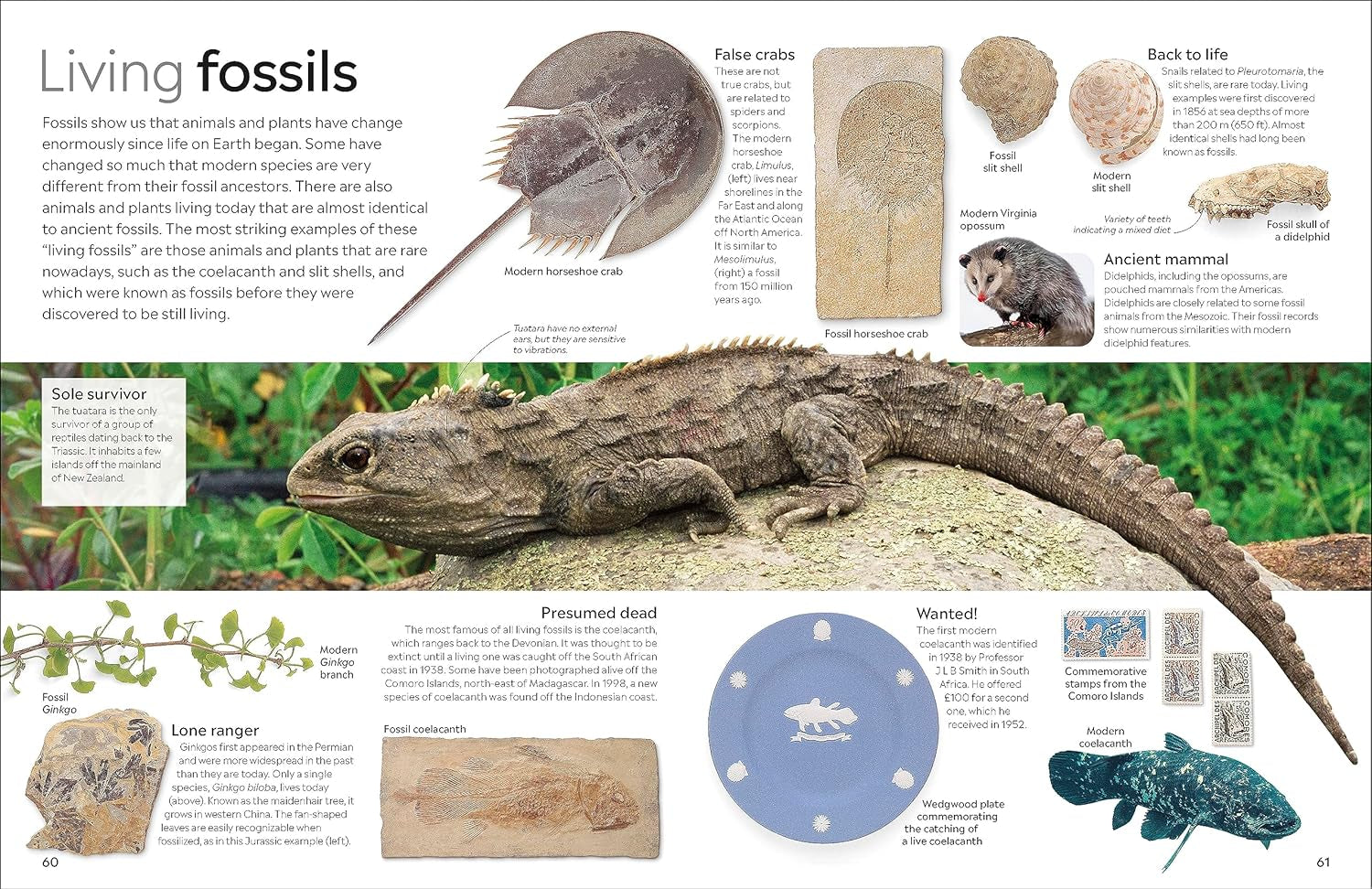 DK Eyewitness: Fossil