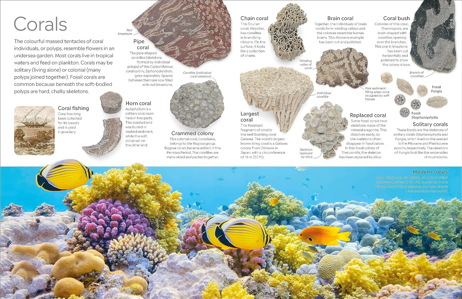 DK Eyewitness: Fossil
