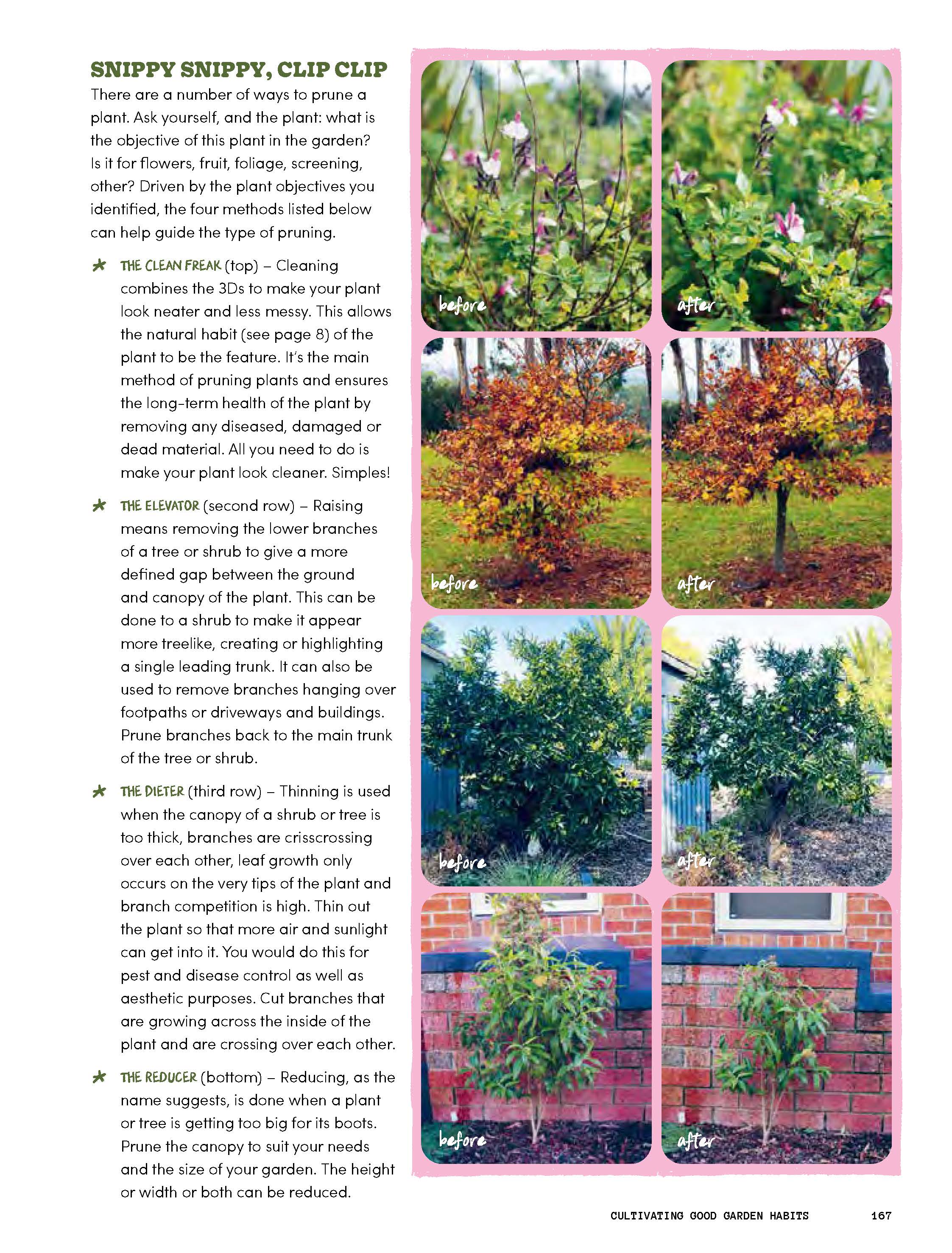 The Rookie Gardener