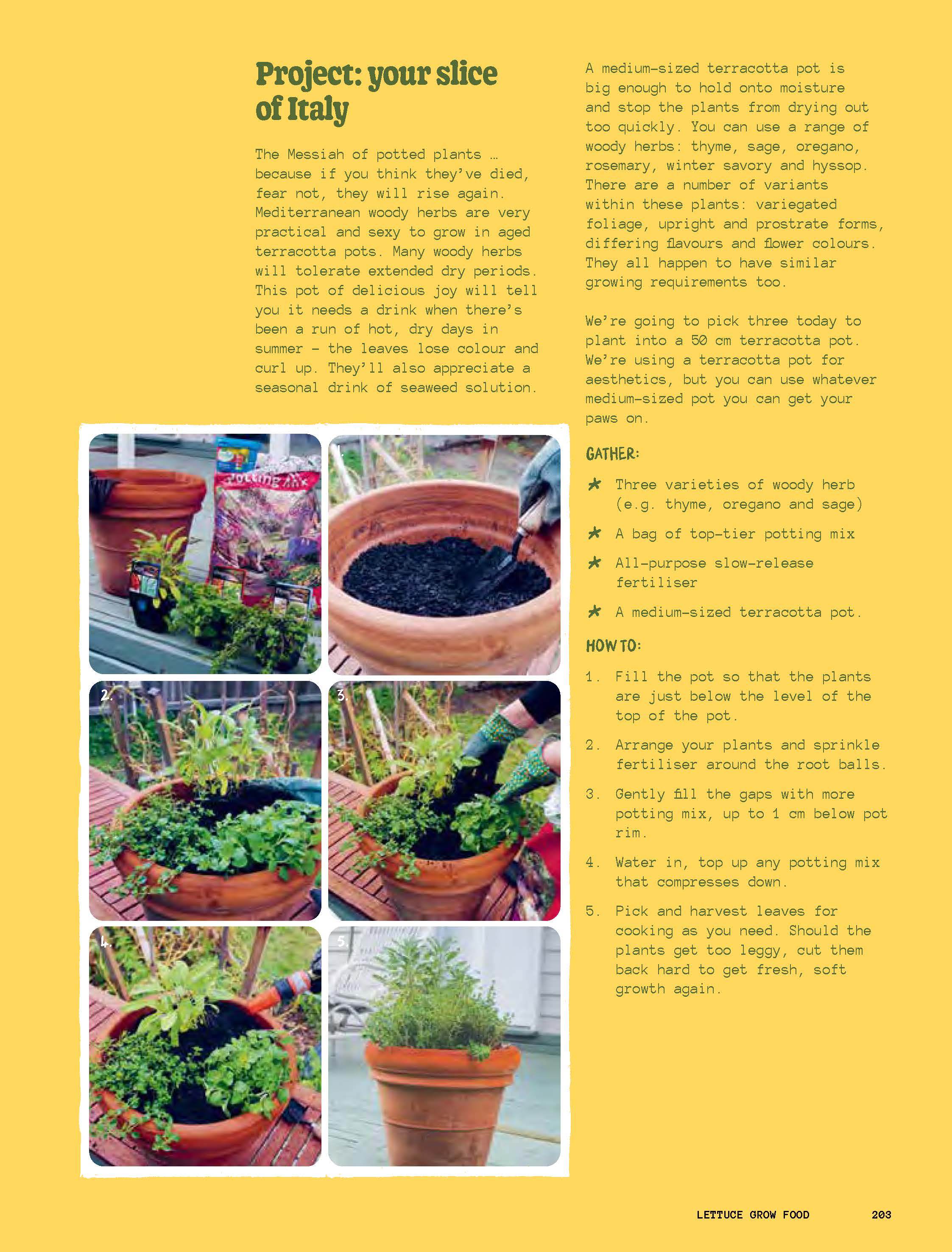 The Rookie Gardener