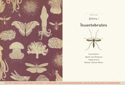 Animalium Junior Edition