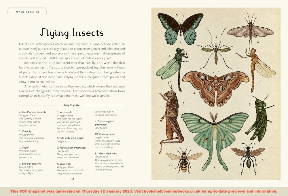 Animalium Junior Edition