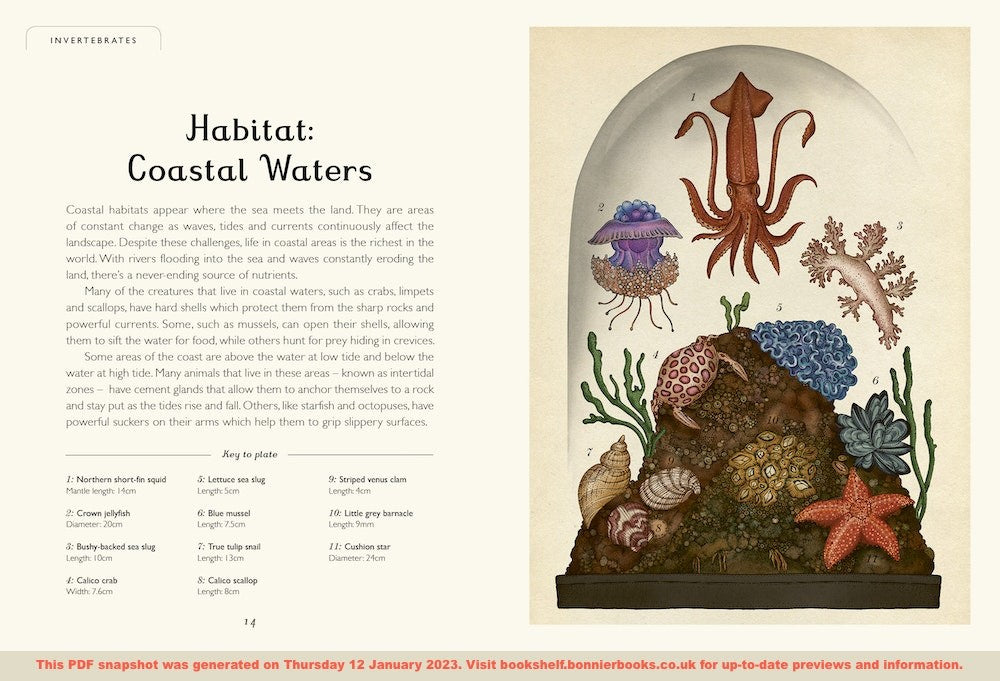 Animalium Junior Edition