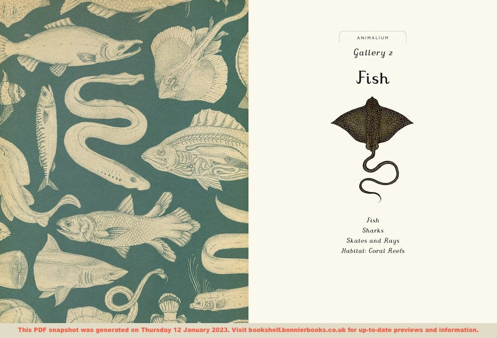 Animalium Junior Edition