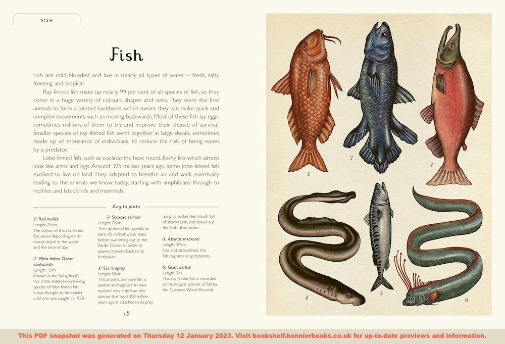 Animalium Junior Edition