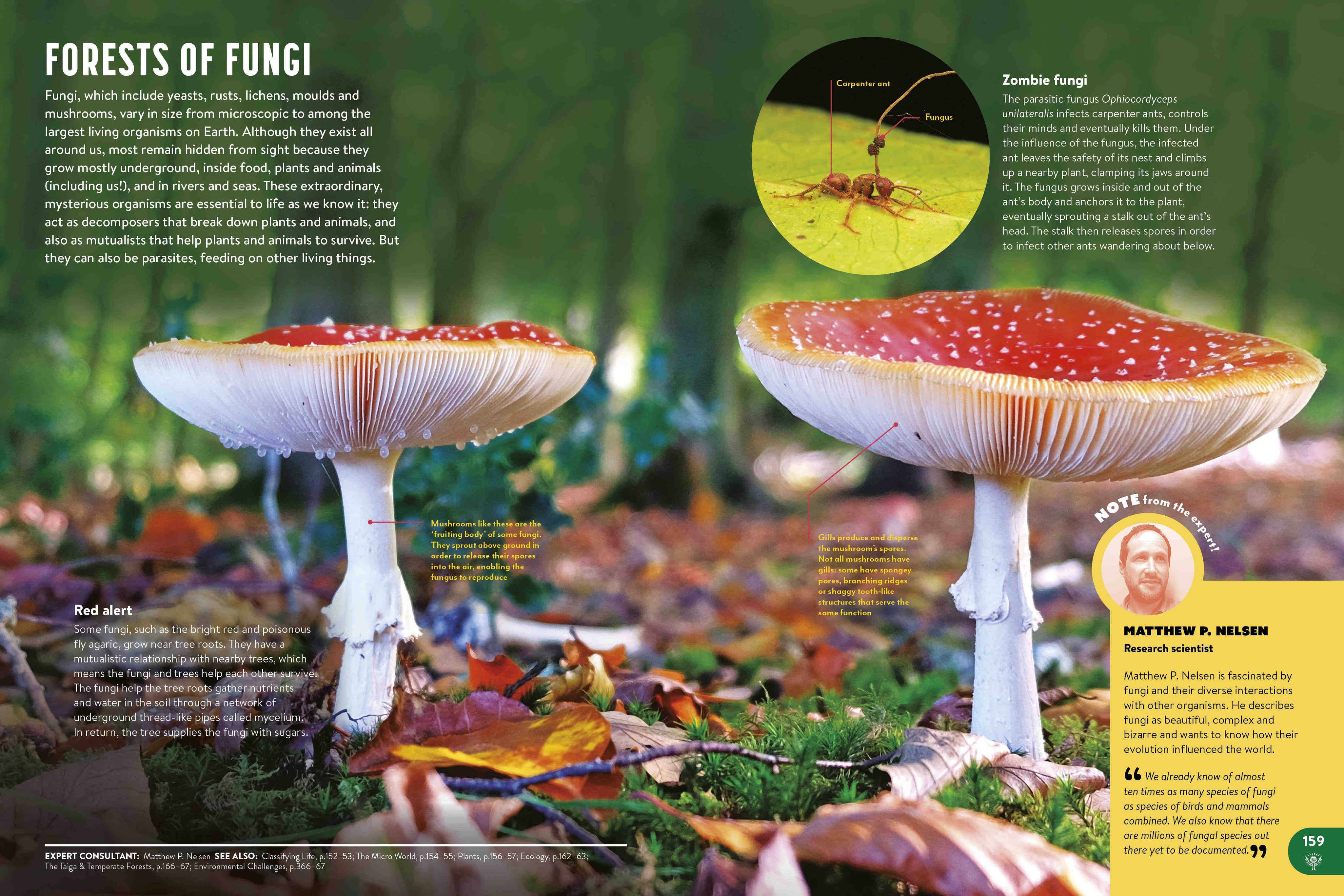 Britannica All New Children's Encyclopedia: What We Know & What We Don't
