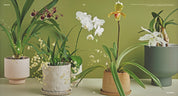 Bloom: Flowering Plants for Indoors and Balconies
