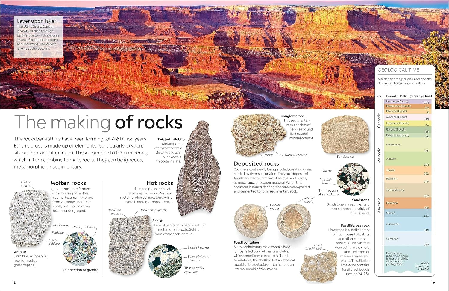DK Eyewitness: Fossil