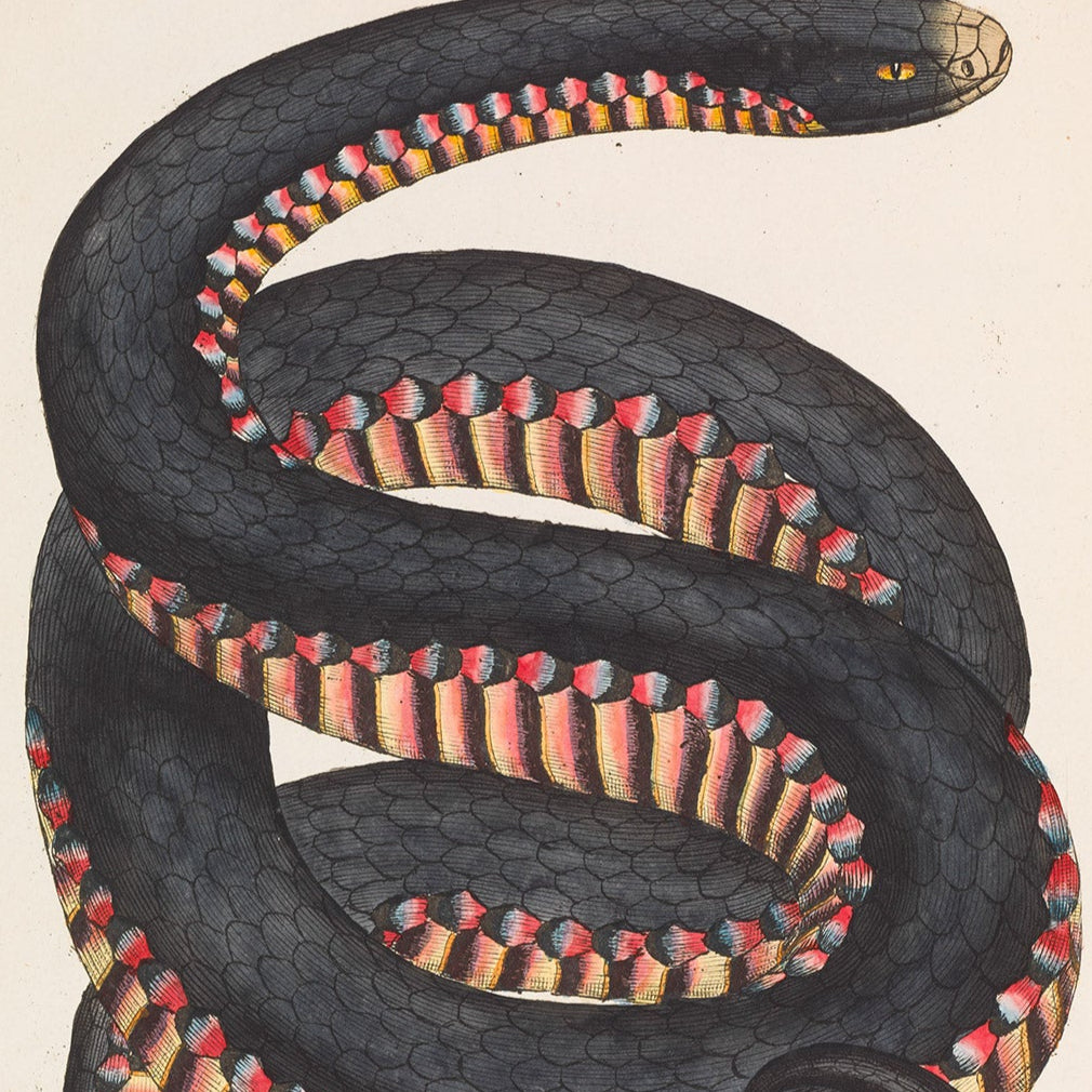 A2_000092981-black-snake.jpg