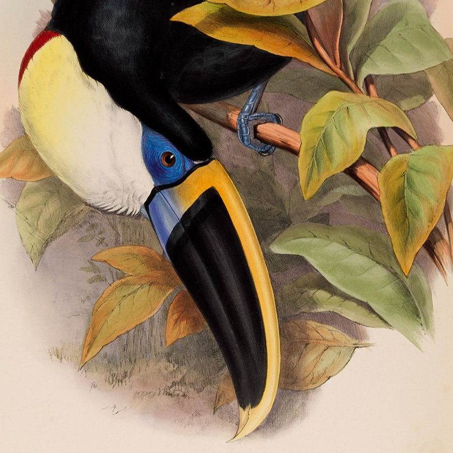 A2_000115341-toucan.jpg