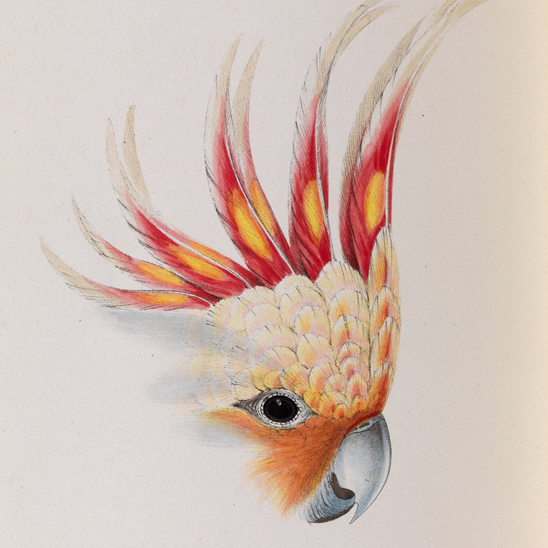 Cockatoo Rare Book Print - A2