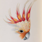 Cockatoo Rare Book Print - A2