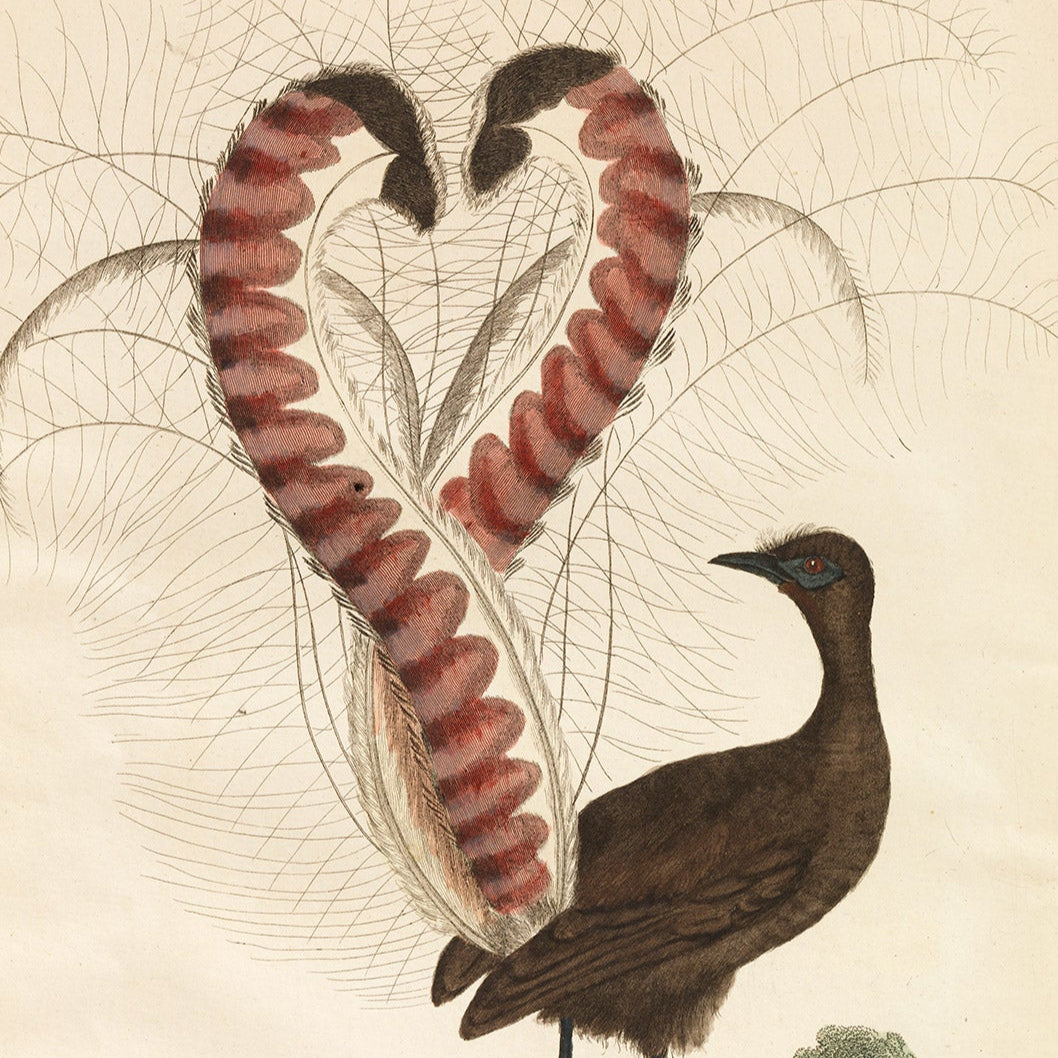 A2_000115584-lyre-bird.jpg