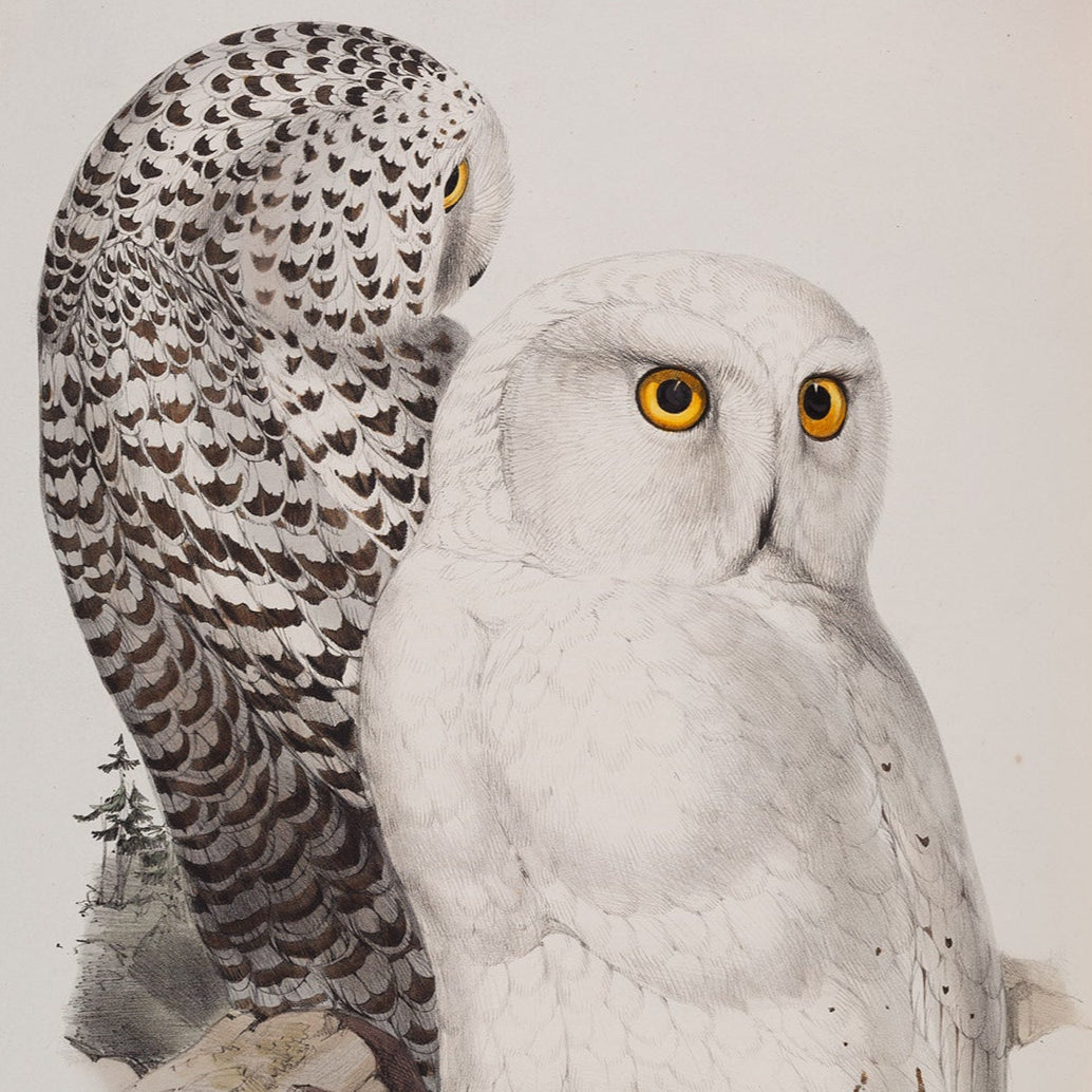 A2_000141155-two-owls.jpg