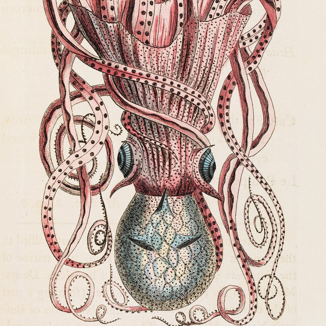 Octopus Rare Book Print - A2