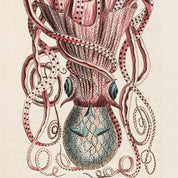 Octopus Rare Book Print - A2