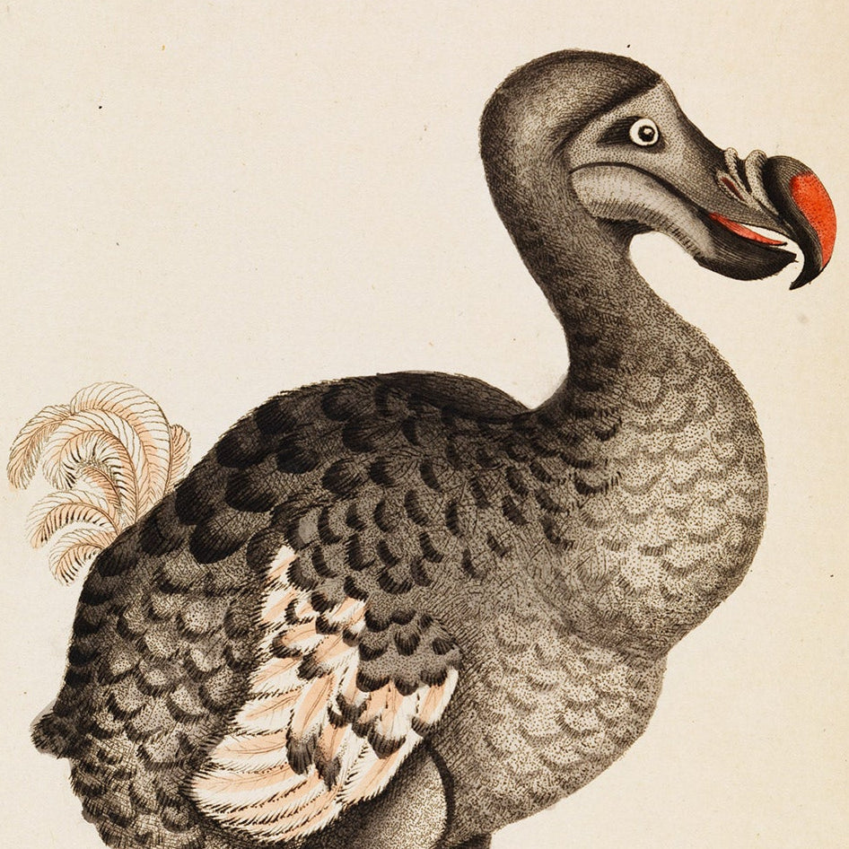 Dodo Rare Book Print - A2