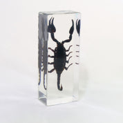 Black Scorpion Specimen