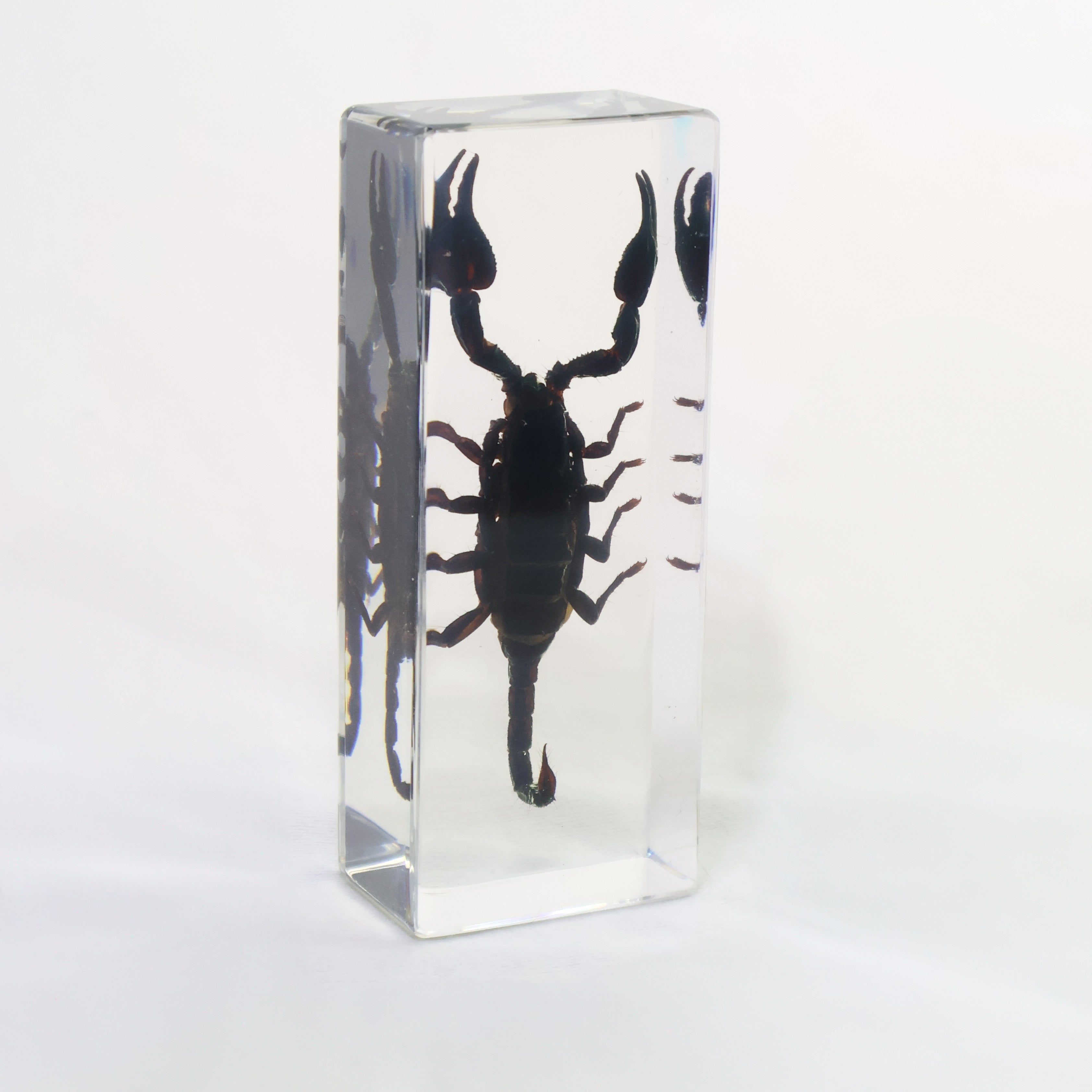 Black Scorpion Specimen