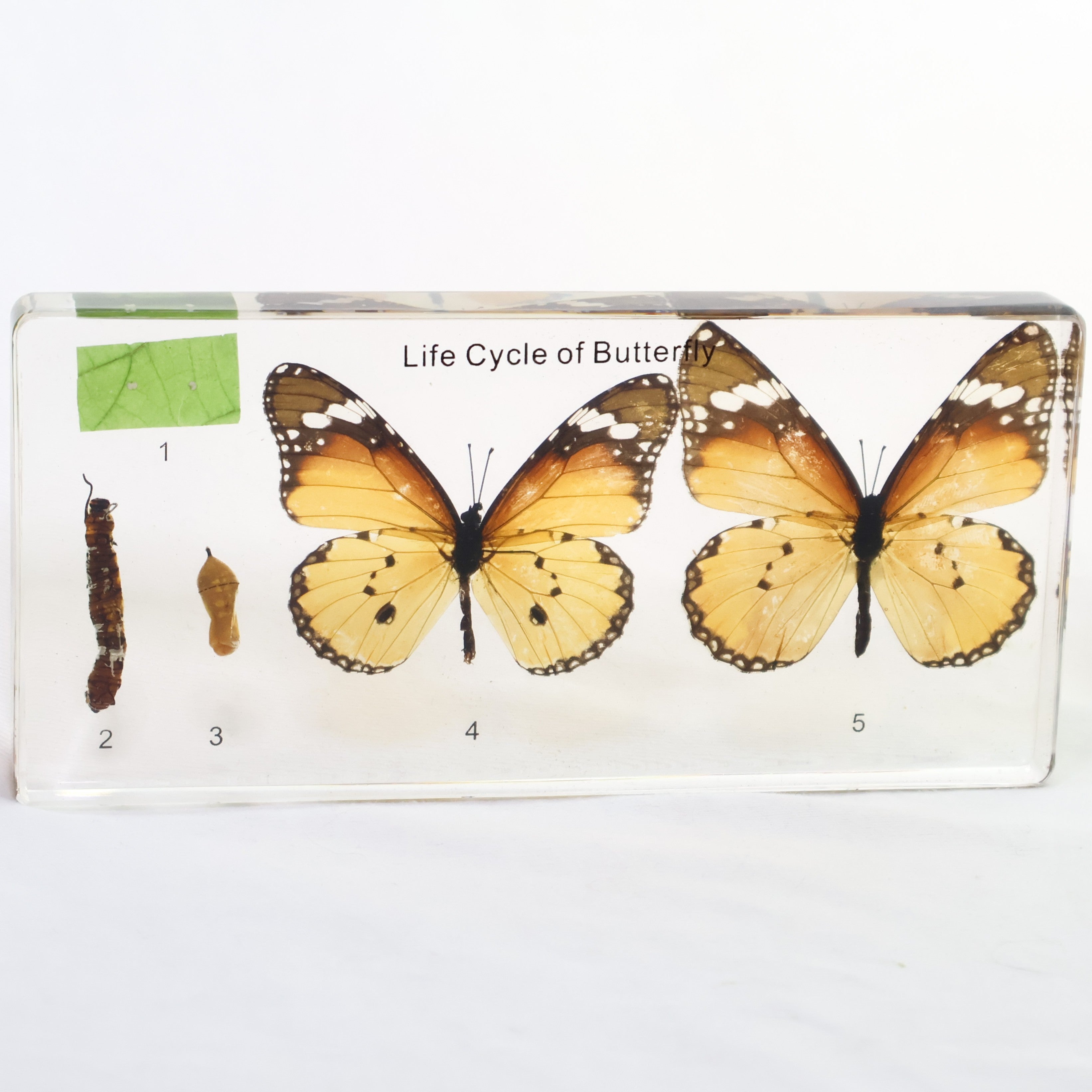ButterflyLifecycle-1_1.jpg