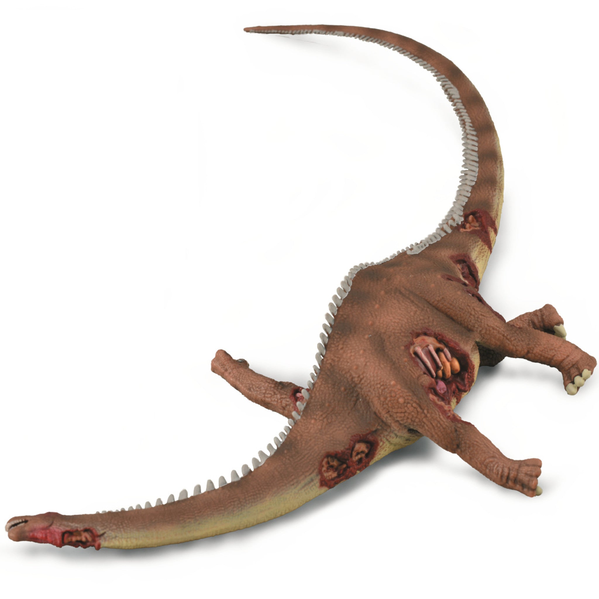 Realistic Brontosaurus Rip Brontosaurus Prey Replica – Museums Victoria Store