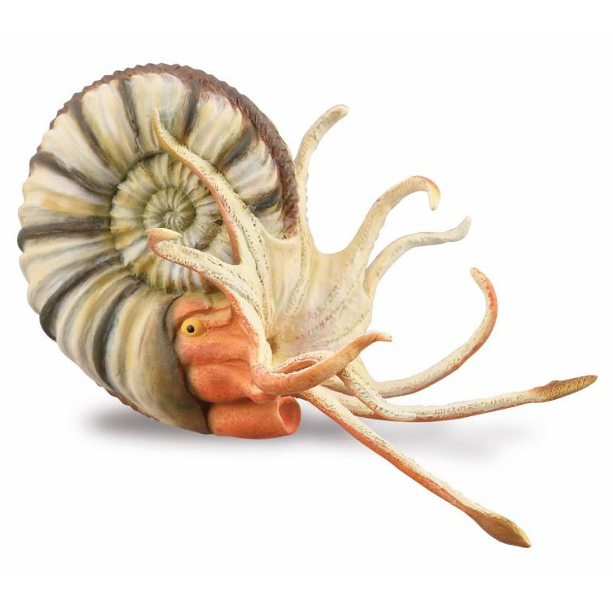 Pleuroceras Ammonite Replica