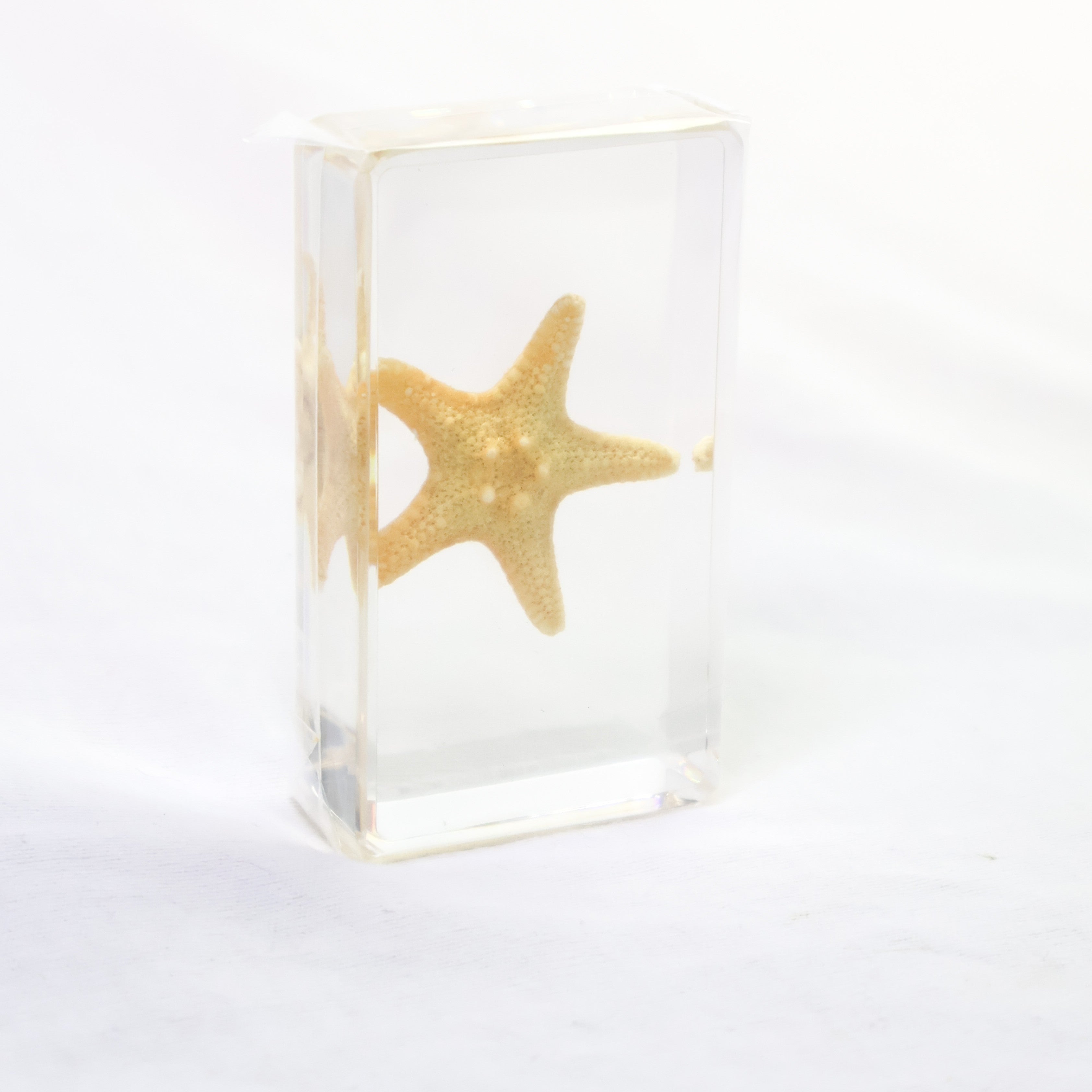 Starfish Specimen